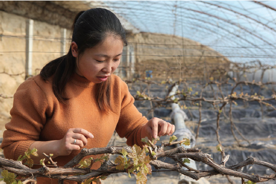 王海霞返乡创业实验种植一年两熟新品种葡萄